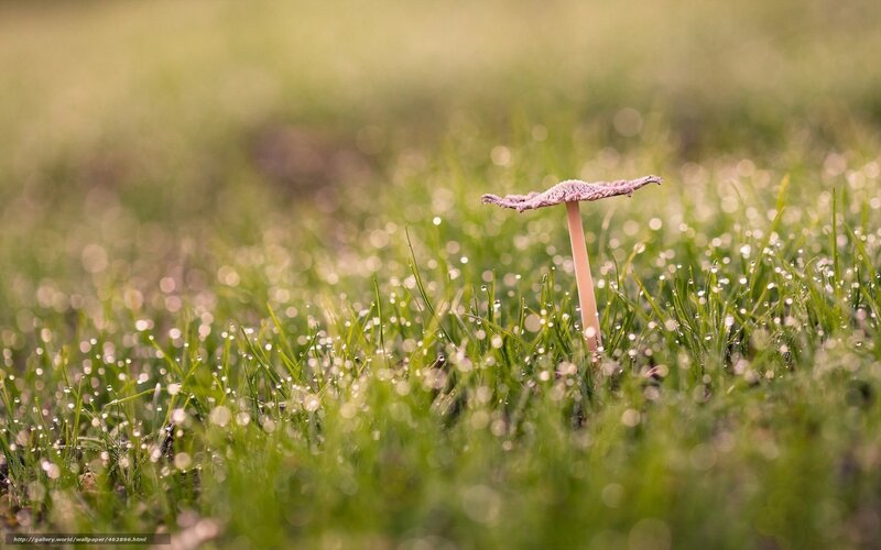 Mushroom in Grass — Green, Serene, Morning, Photograph, Dew