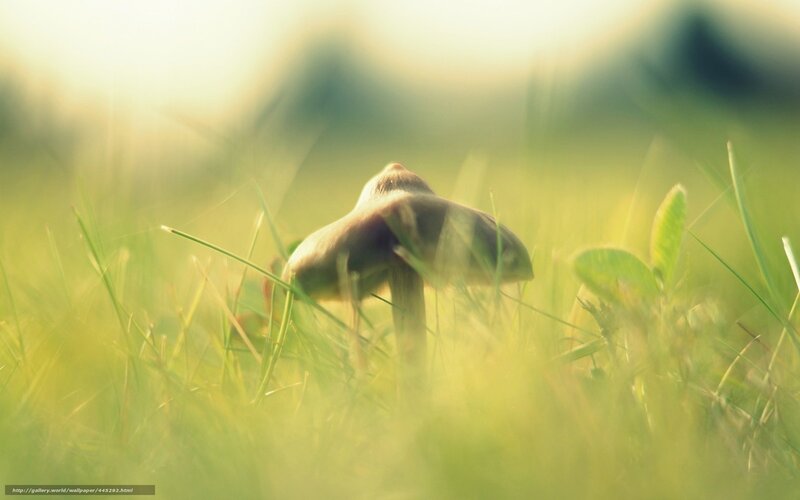 Mushroom in Grass — Green, Serene, Morning, Photograph, Plant