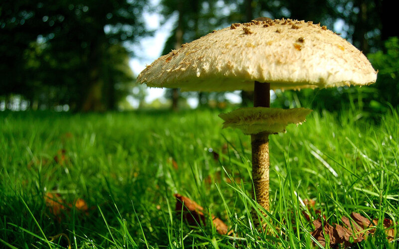 Mushroom in Grass — Green, Serene