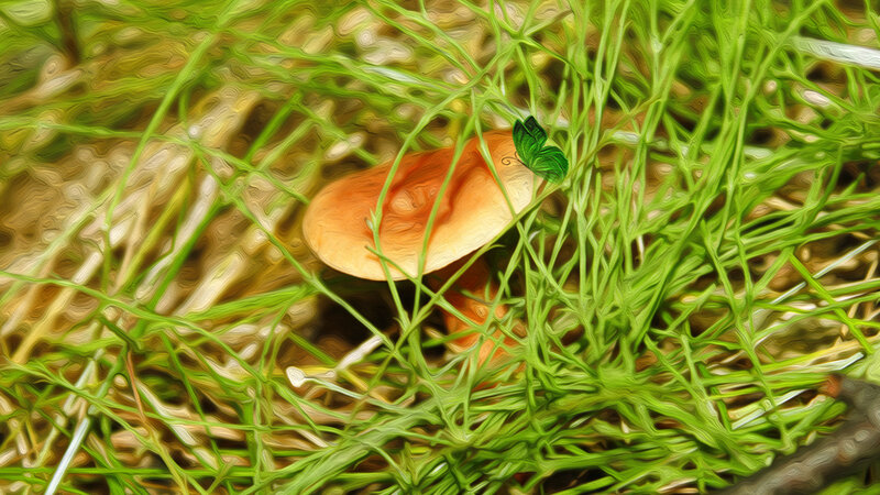 Mushroom in Grass — Green