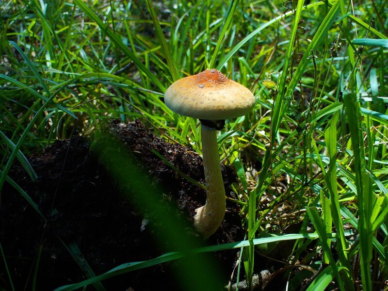 mushroom in grass patch