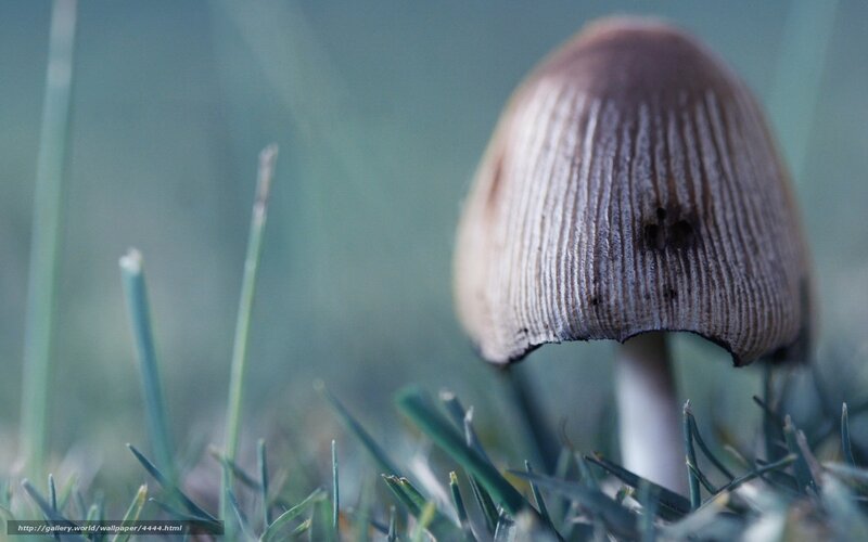 mushroom in grass