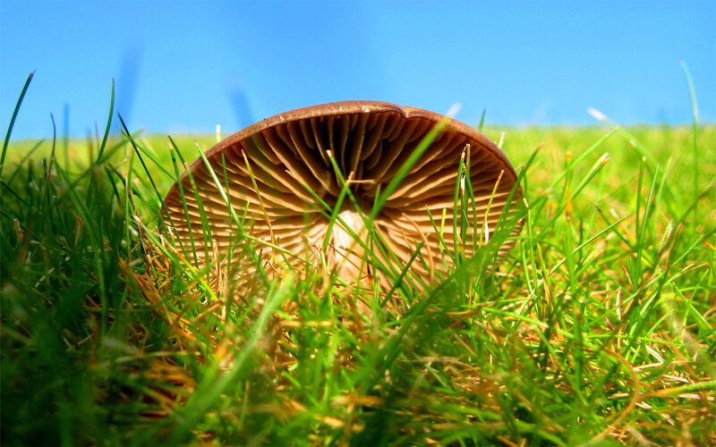 mushroom in grass under blue sky