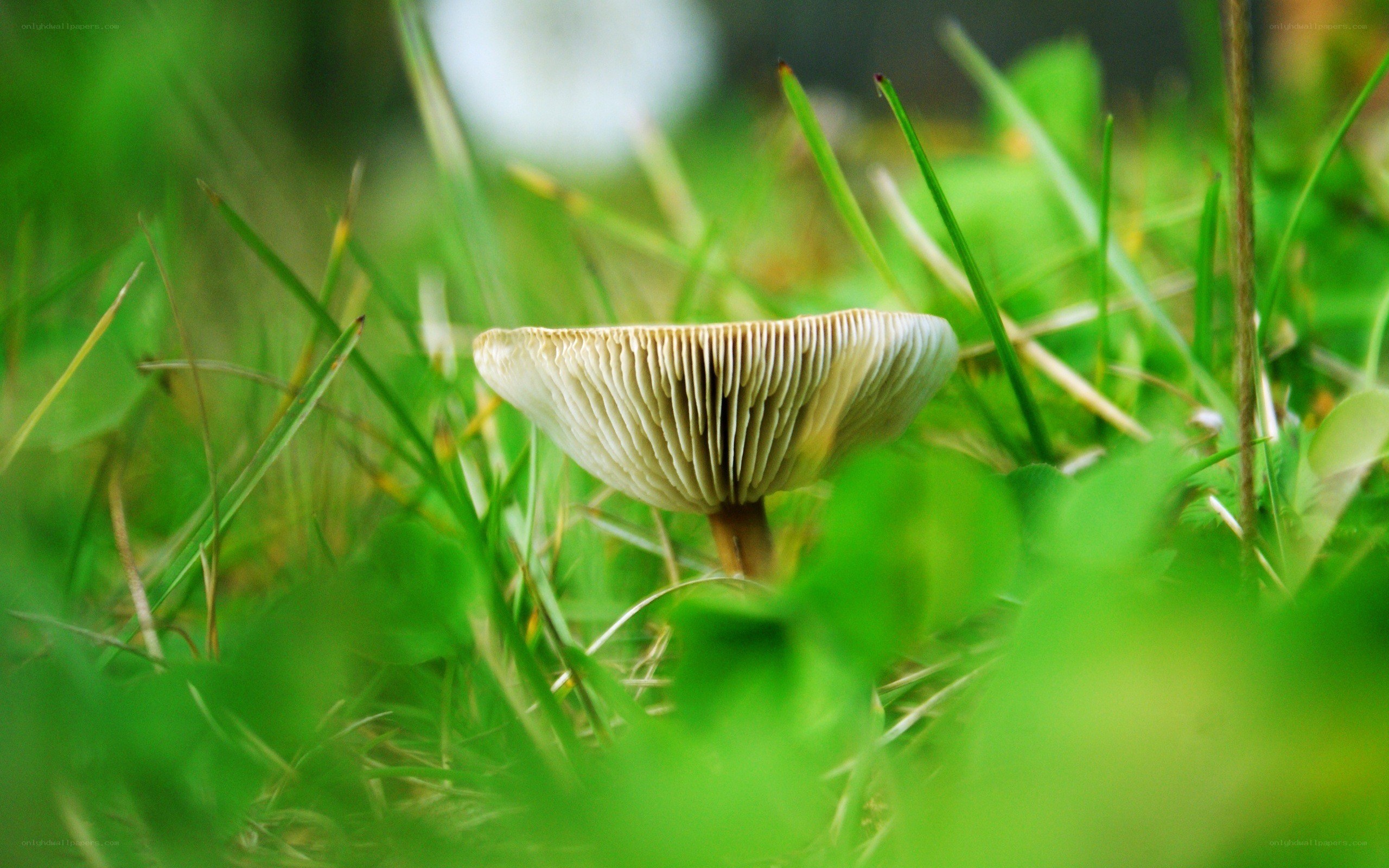 mushroom in green grass