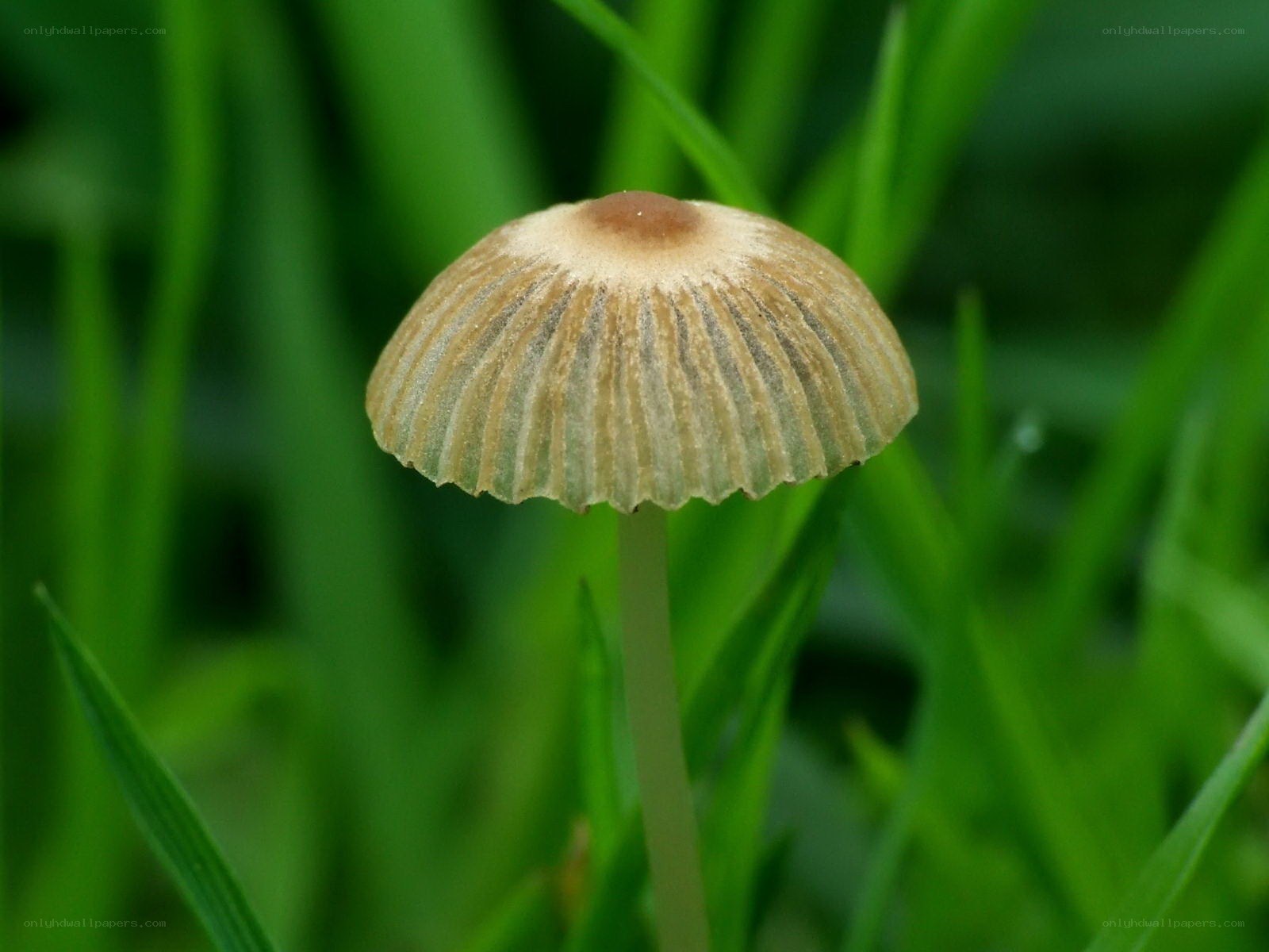 mushroom in green grass