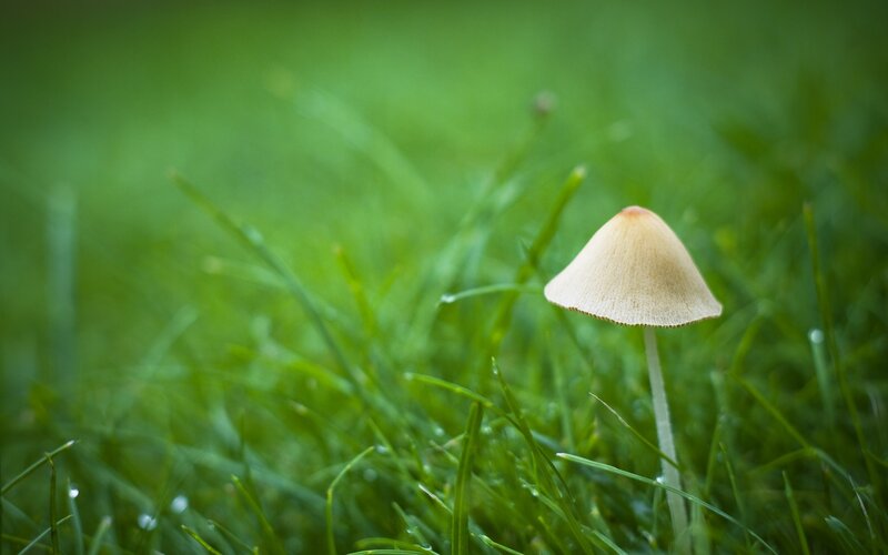 mushroom in green grass