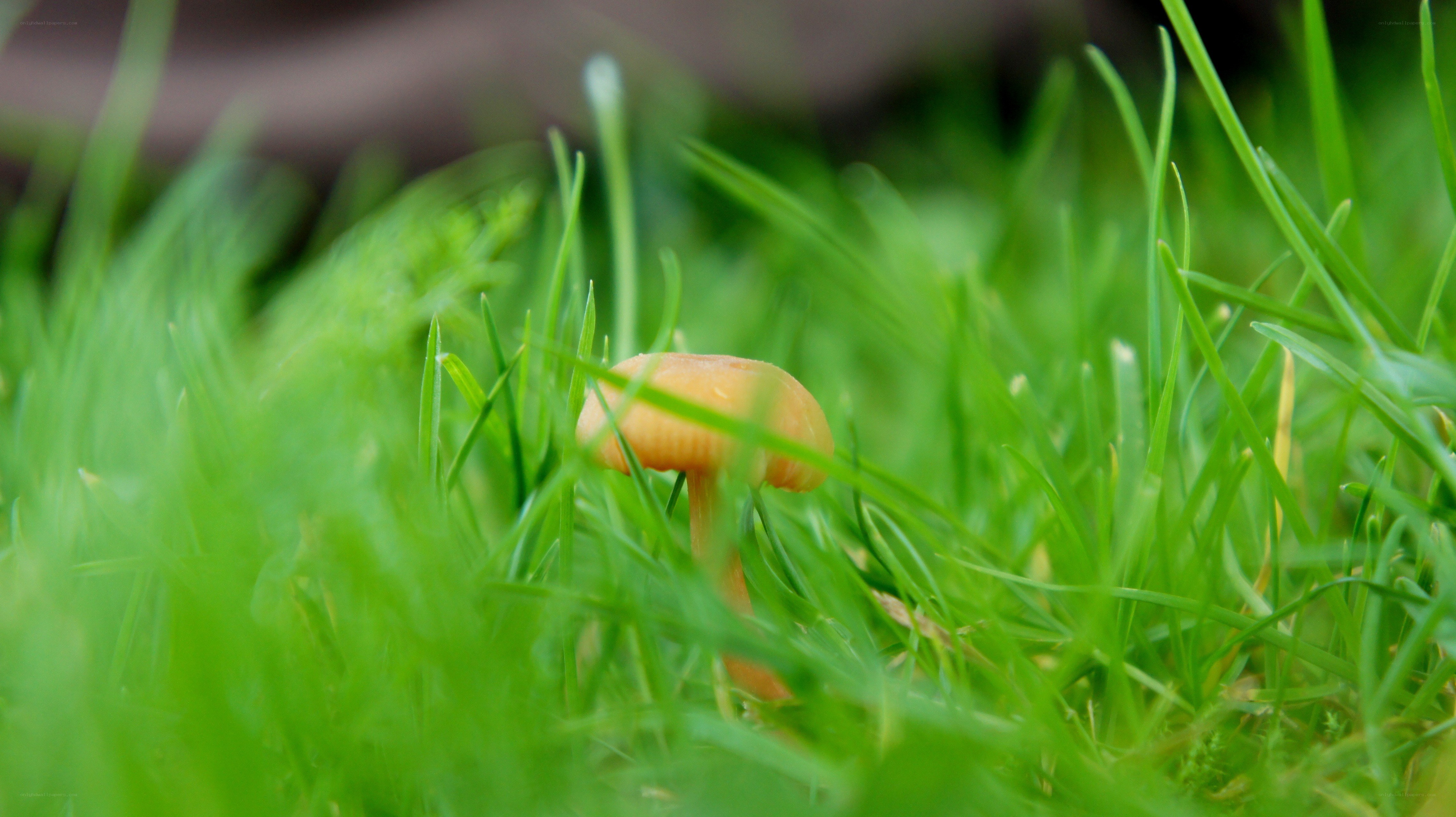 mushroom in green grass