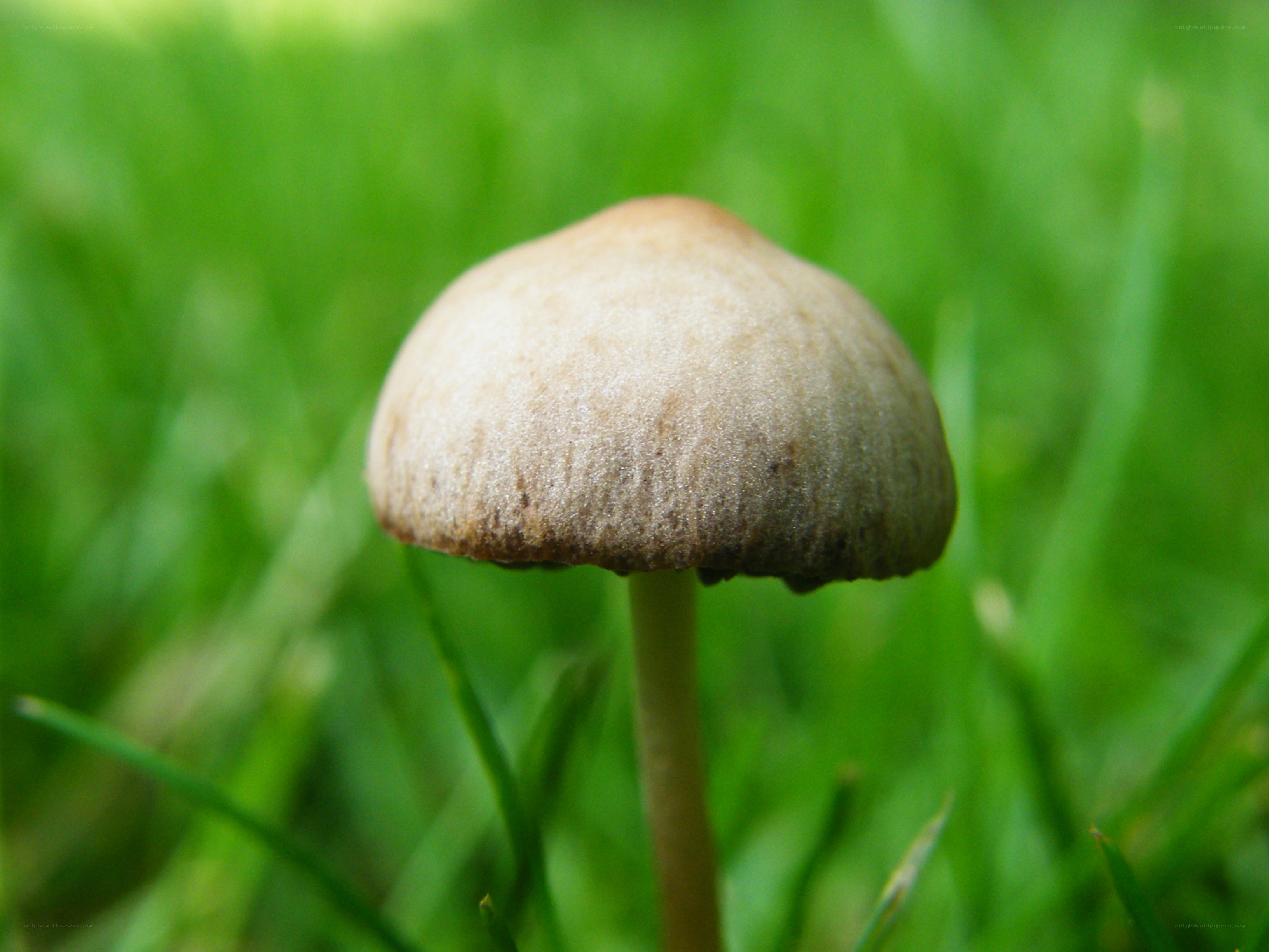 mushroom in green grass