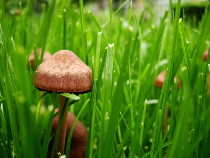 mushroom in green grass