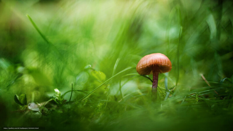 mushroom in green grass