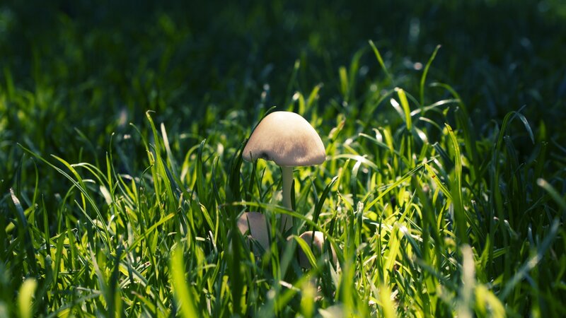 Mushroom in green grass
