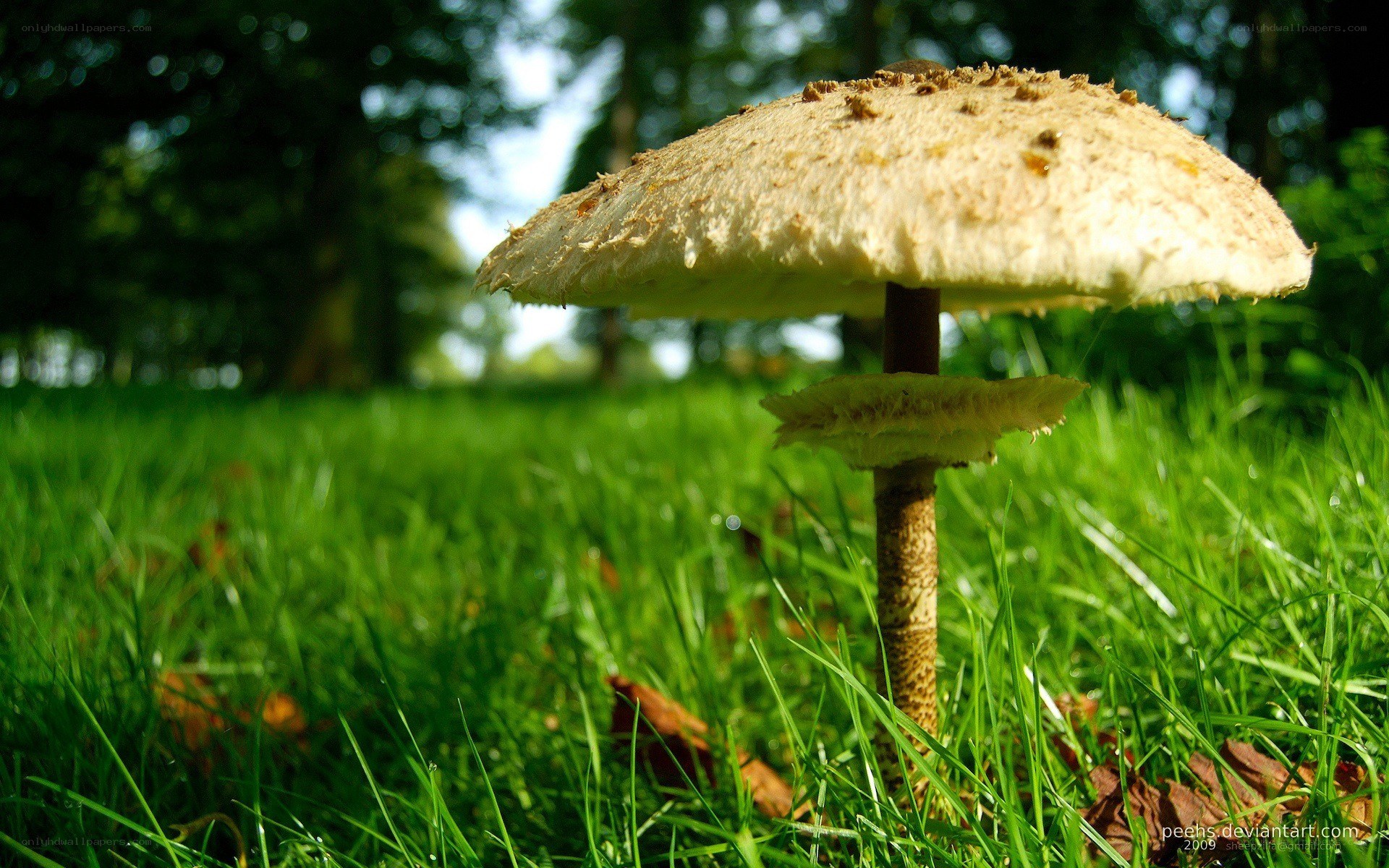 mushroom in green grass