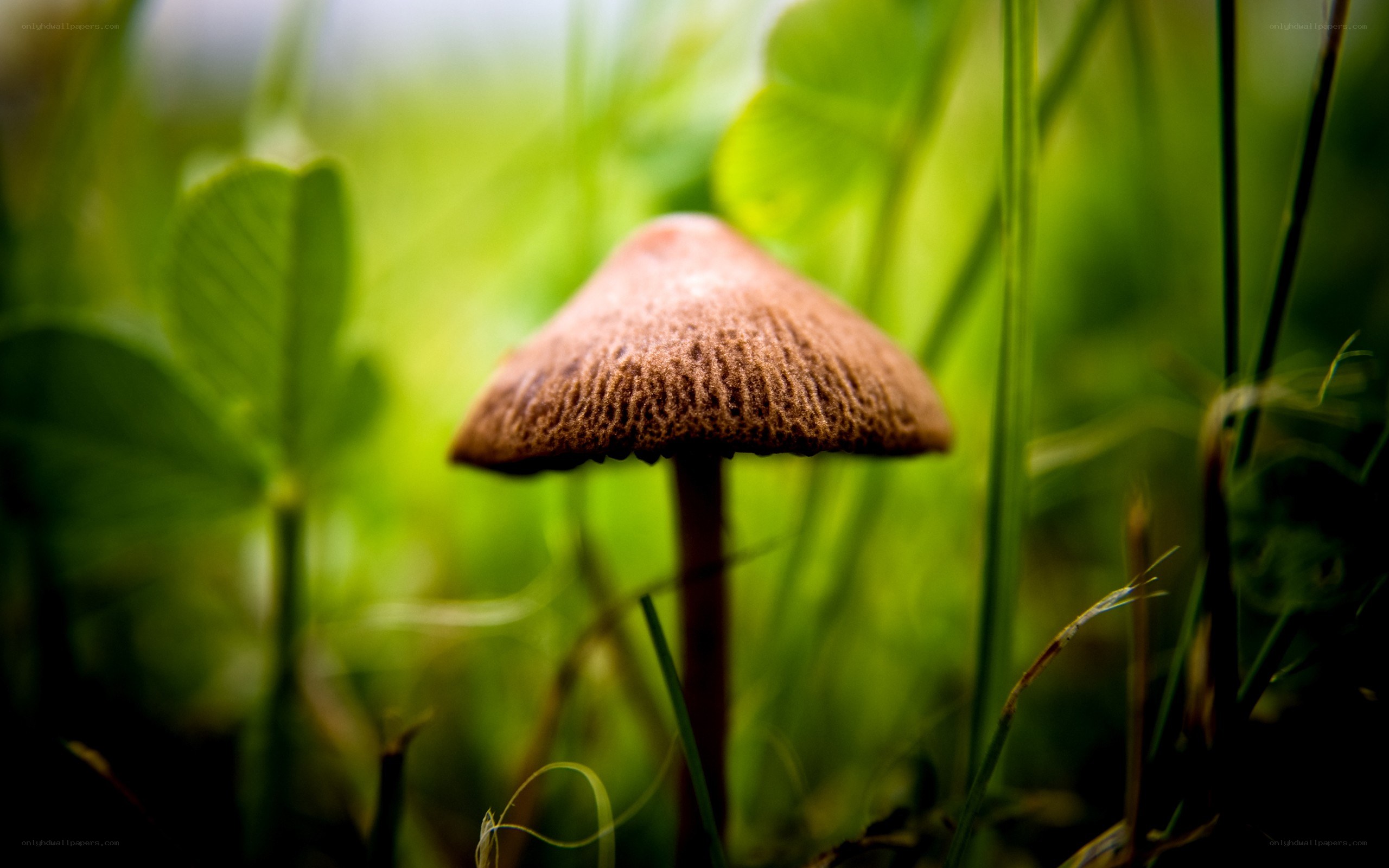 mushroom in green grass