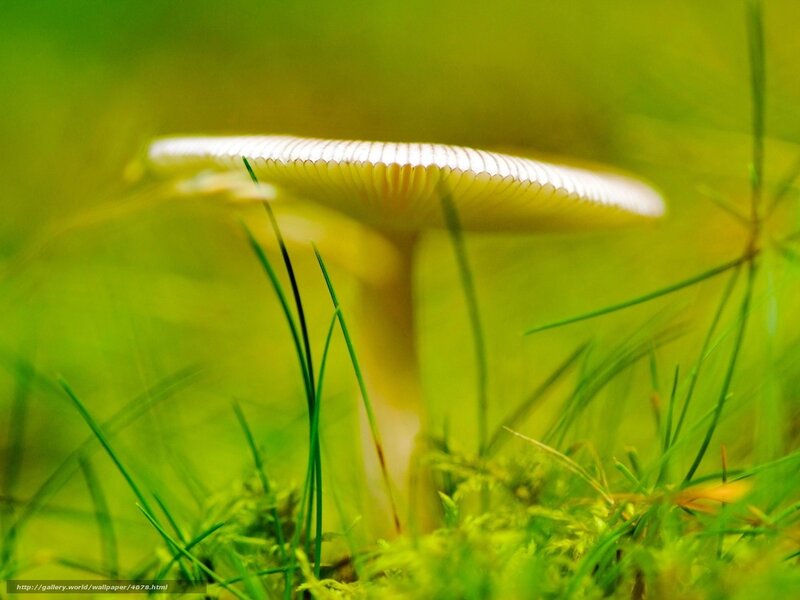 Mushroom in green grass