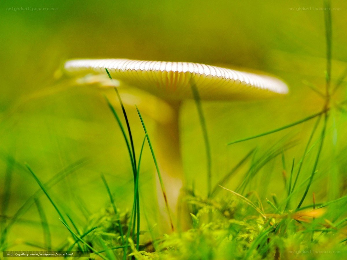 Mushroom in green grass