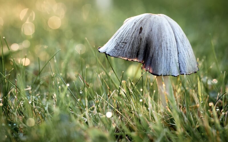 Mushroom in morning grass