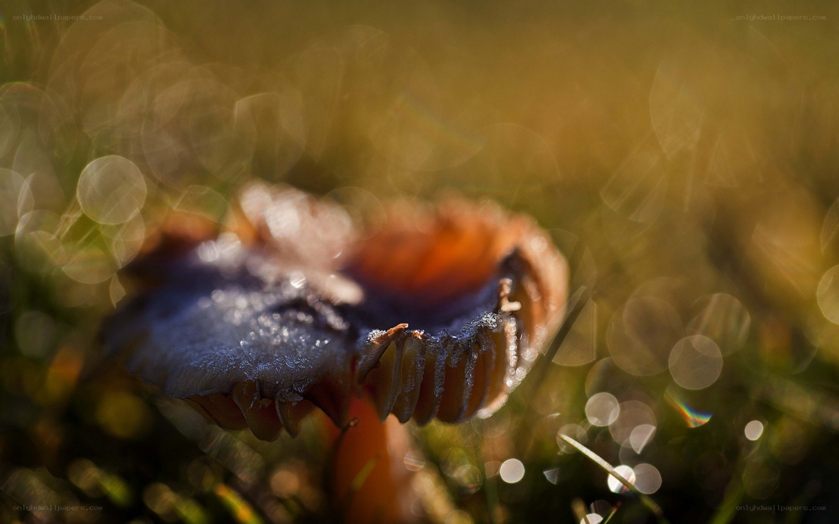mushroom in morning light