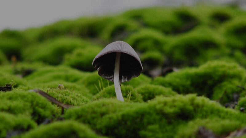 mushroom in moss