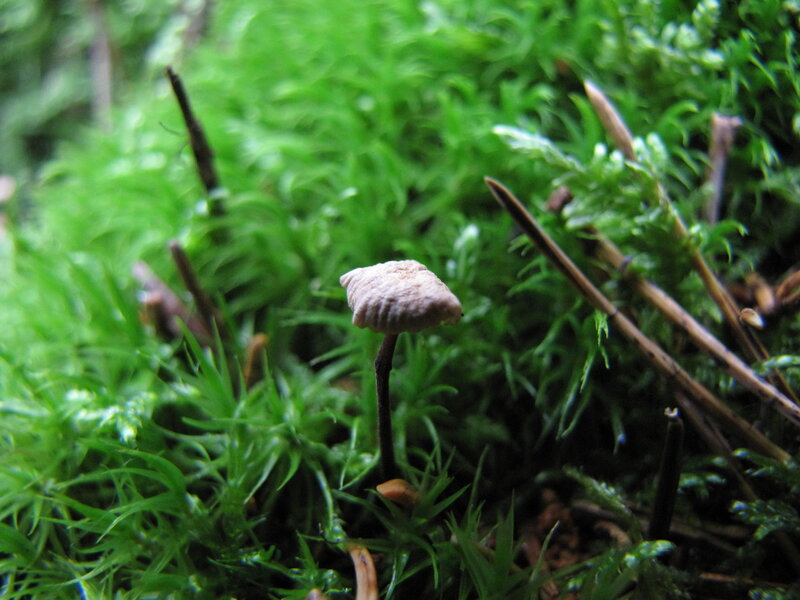 mushroom in moss