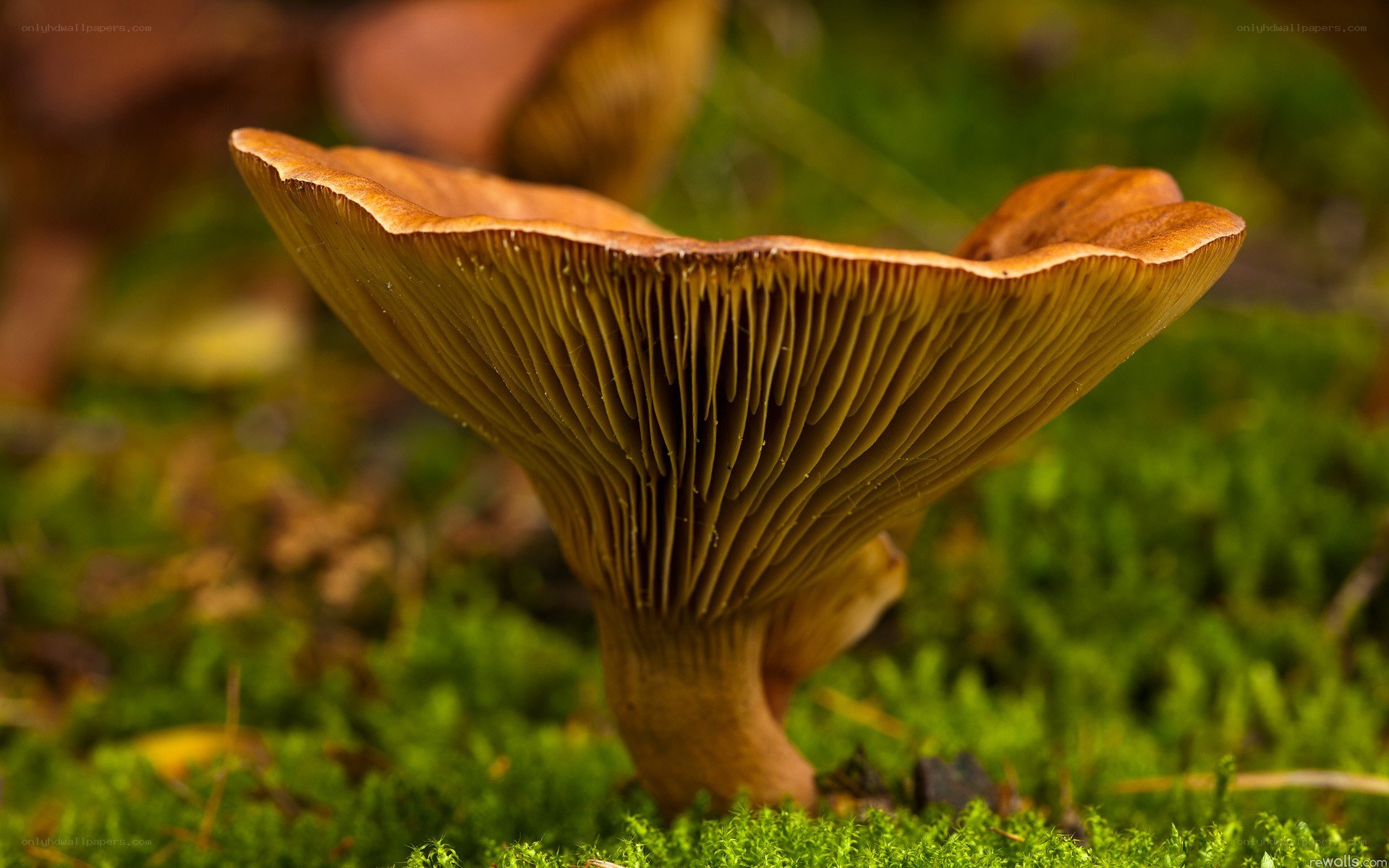 mushroom in moss