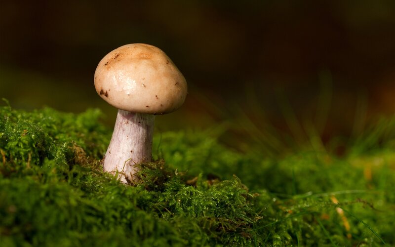 mushroom in moss