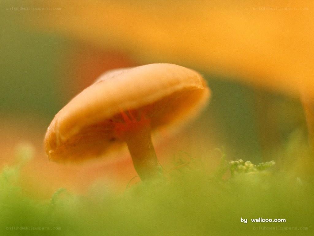 mushroom in moss