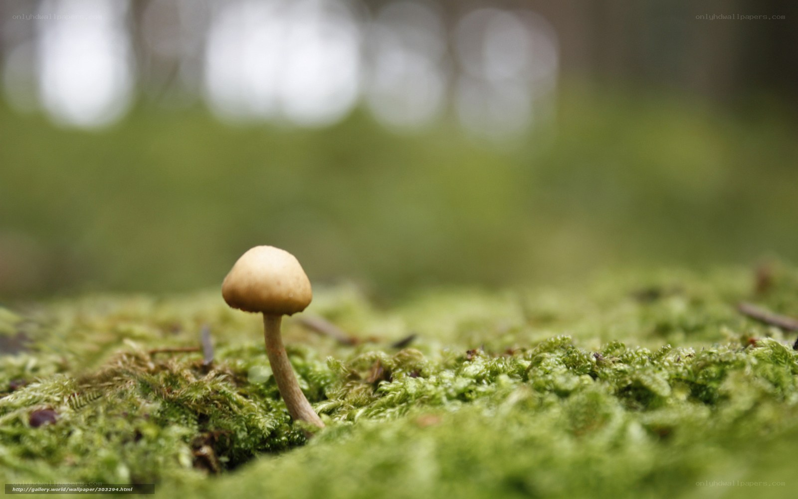 Mushroom in moss forest