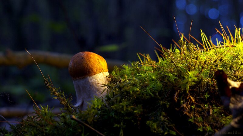 Mushroom in Moss — Green, Dramatic, Sunset