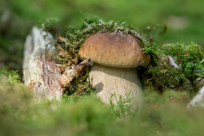 Mushroom in Moss — Green, Natural, Afternoon