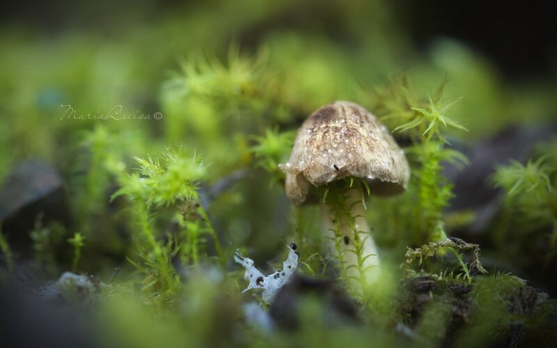 Mushroom in Moss — Green, Natural