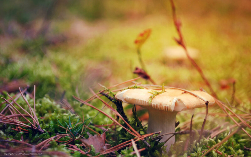 Mushroom in Moss — Green, Serene, Autumn