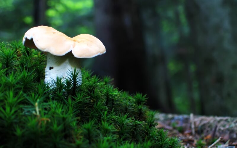 Mushroom in Moss — Green, Serene, Morning