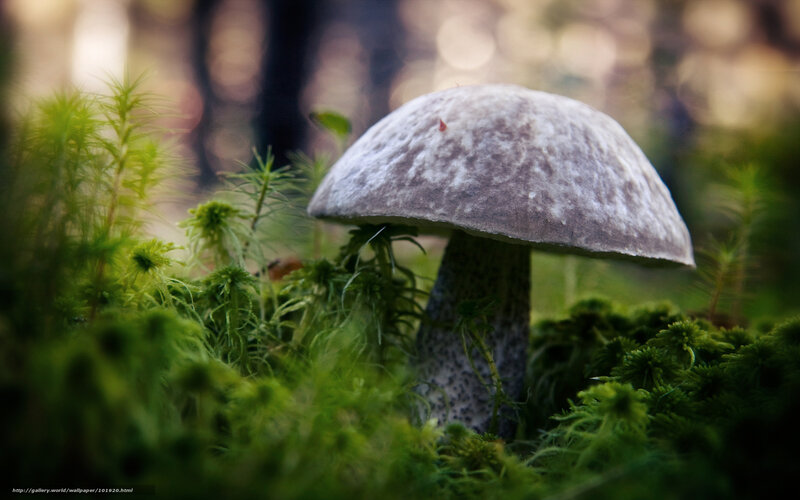 Mushroom in Moss — Green