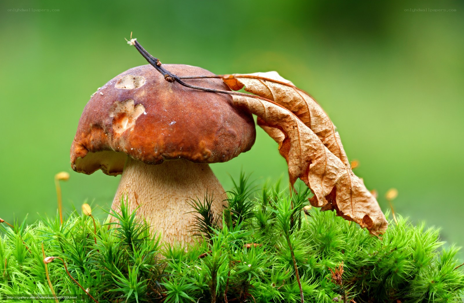 mushroom in moss with leaf