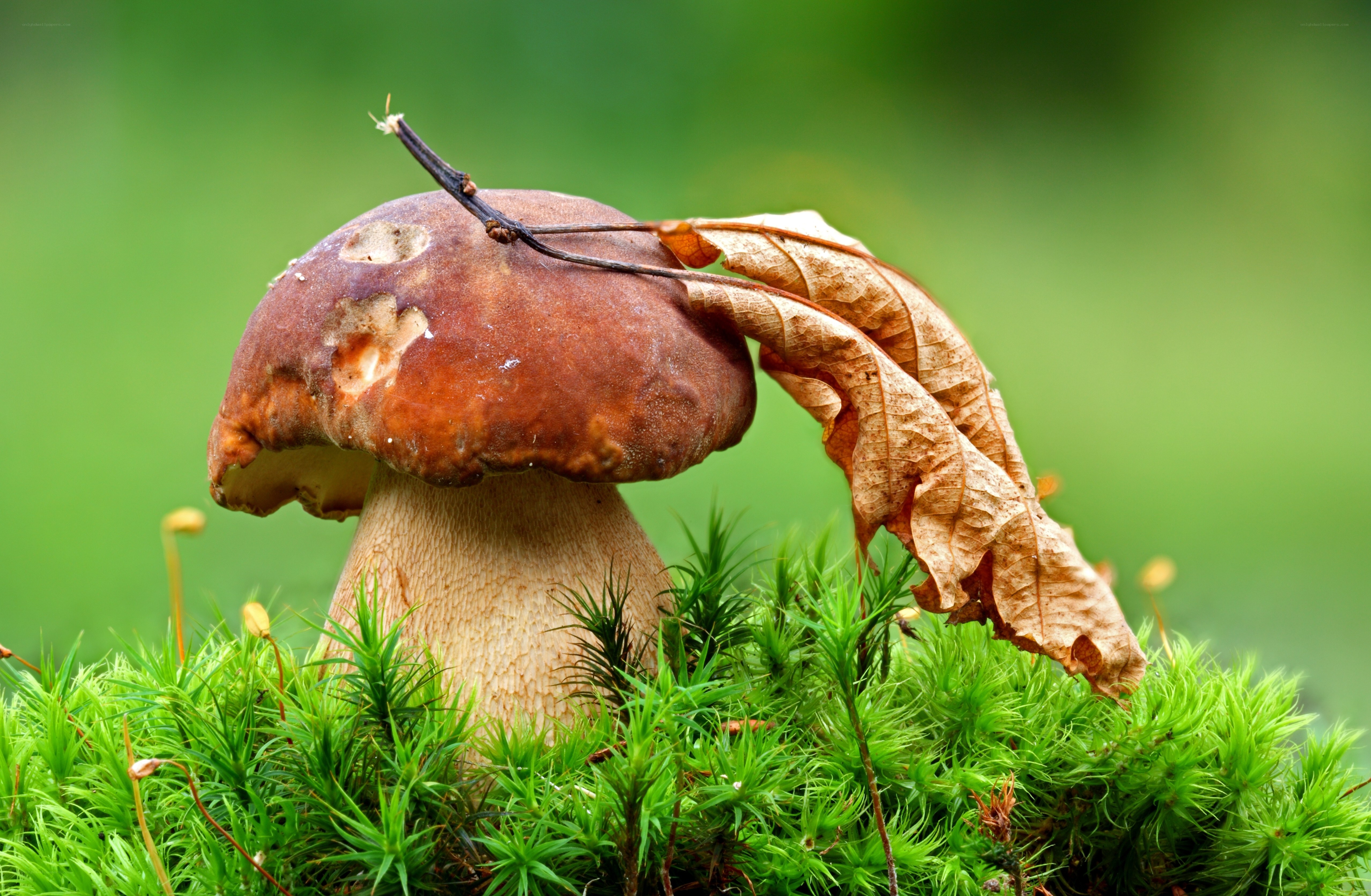 mushroom in moss with leaf