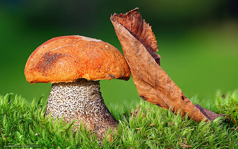 Mushroom in moss with leaf