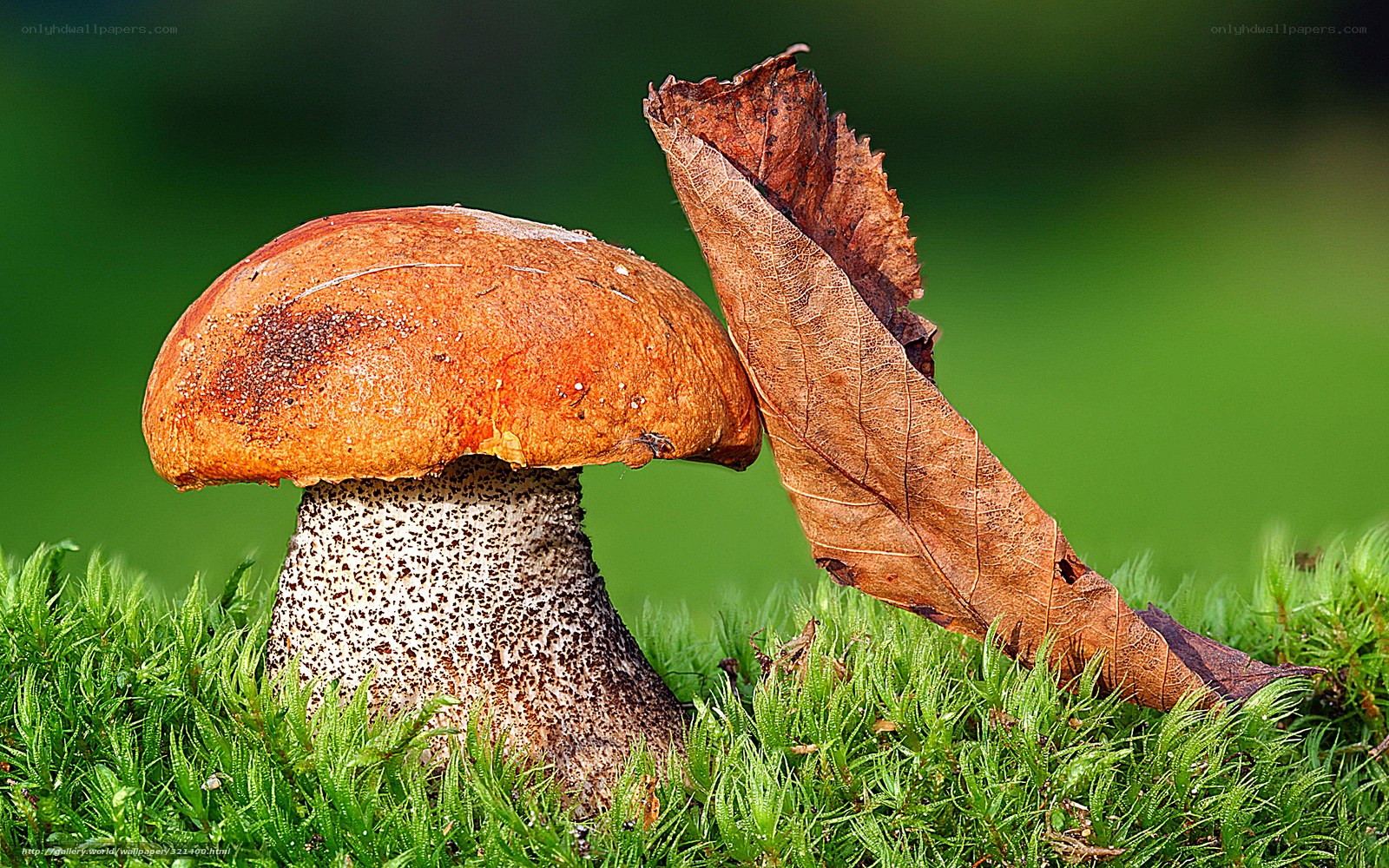Mushroom in moss with leaf