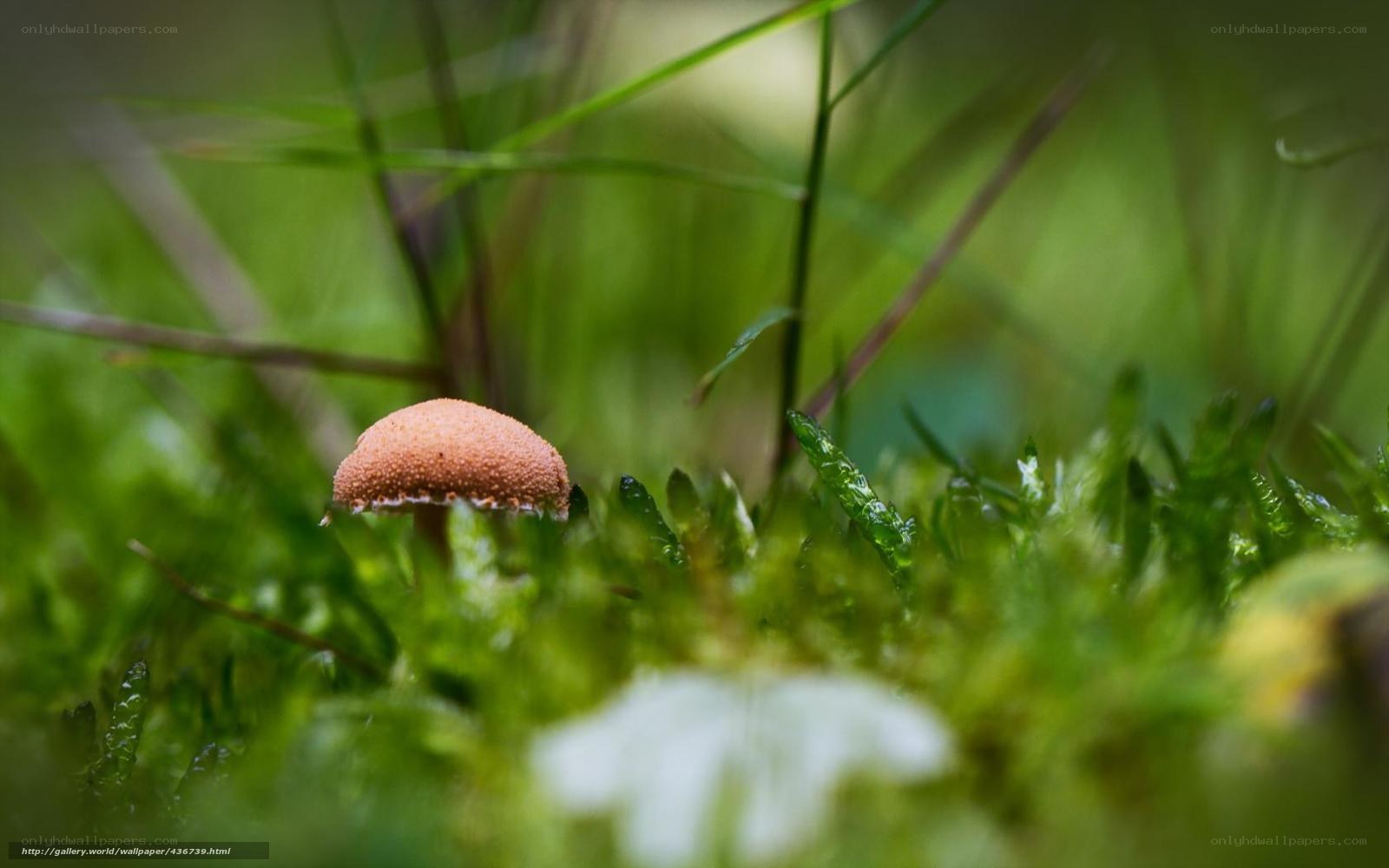 Mushroom in mossy forest