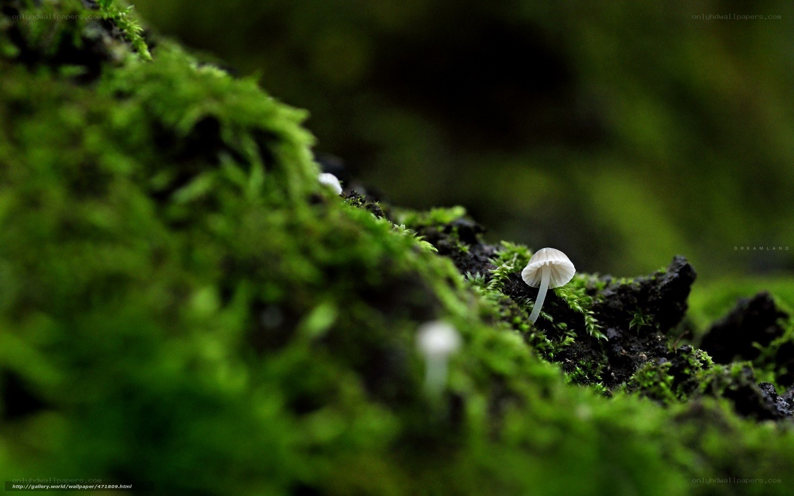 Mushroom in mossy forest