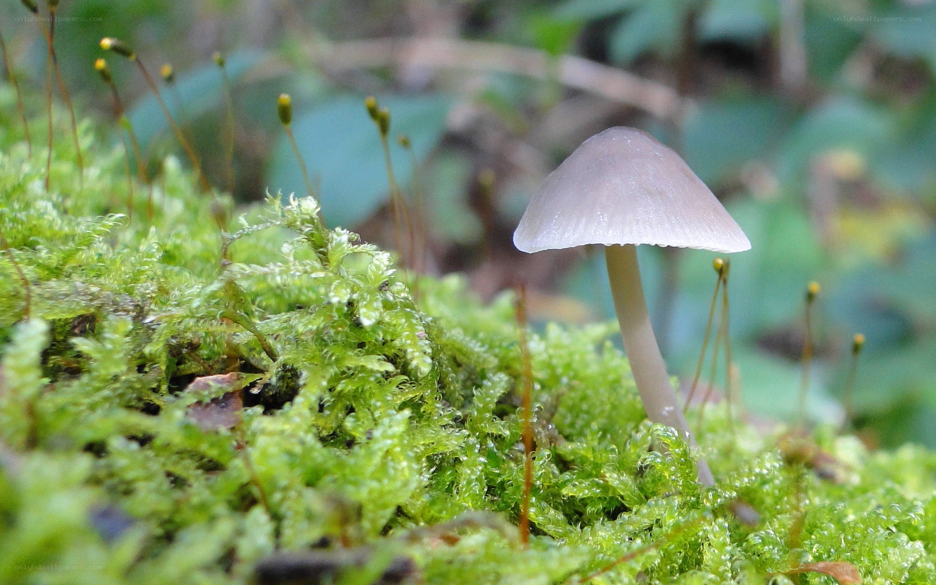 Mushroom in mossy forest