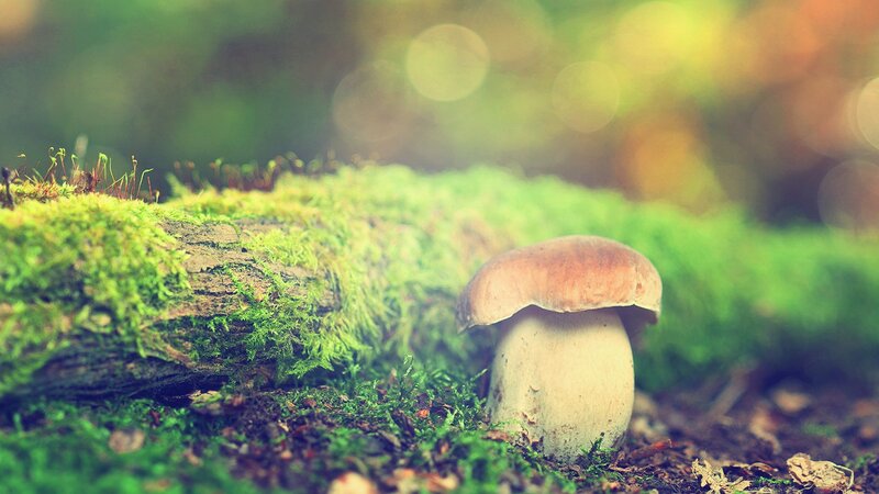 mushroom in mossy forest