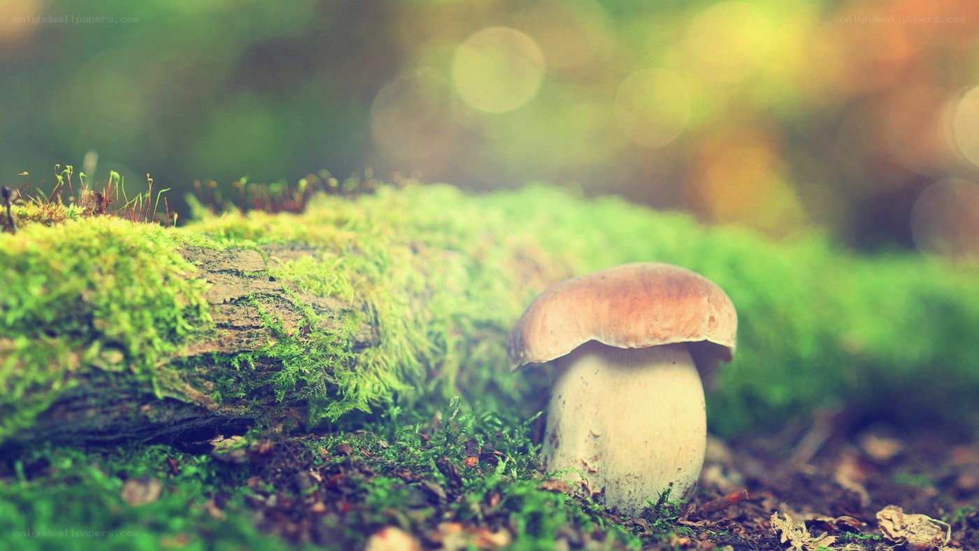 mushroom in mossy forest