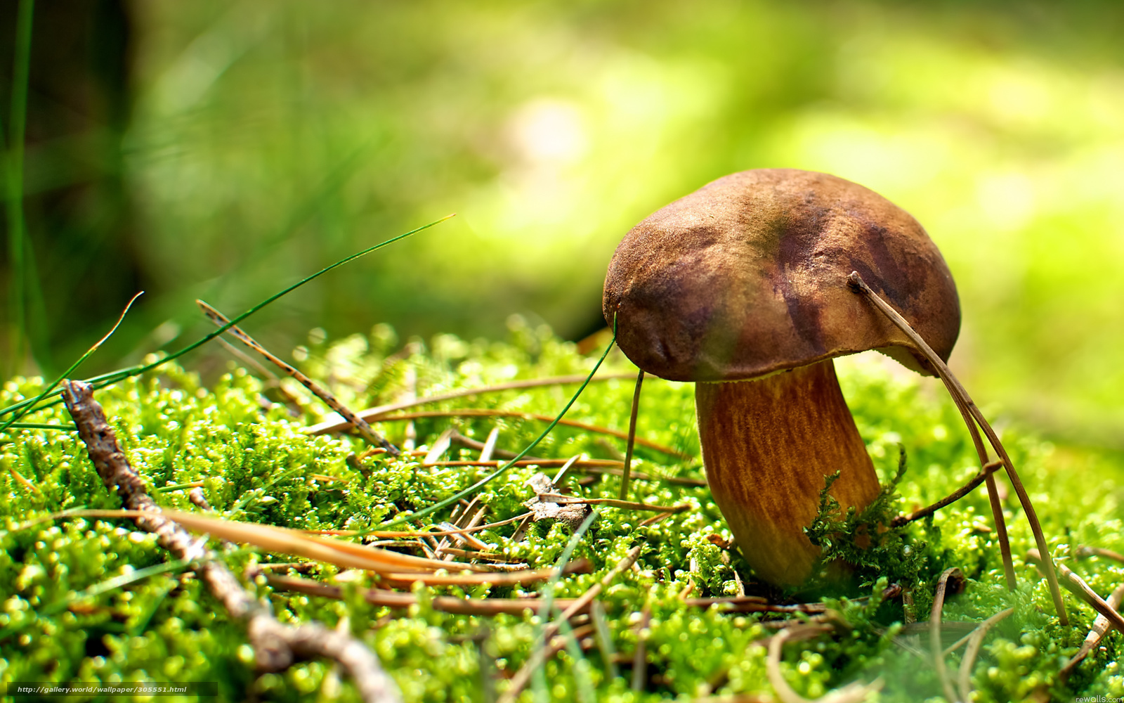 mushroom in mossy forest