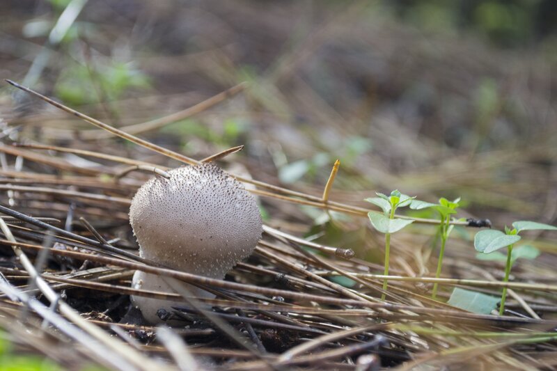 Mushroom in Pine Needles — Brown