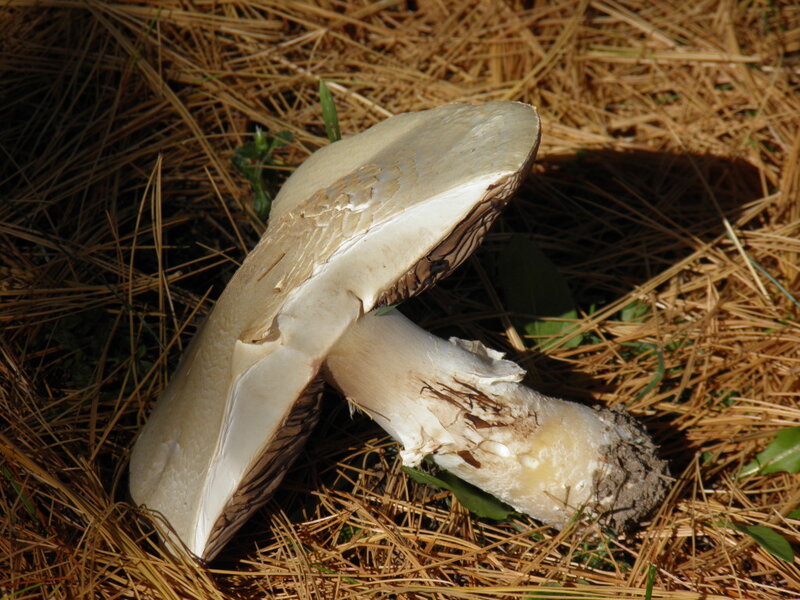 Mushroom in Pine Needles