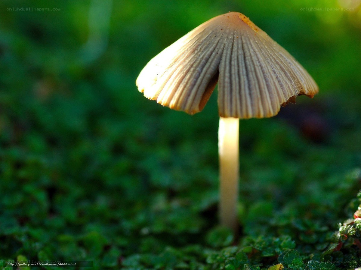 Mushroom in Sunlight