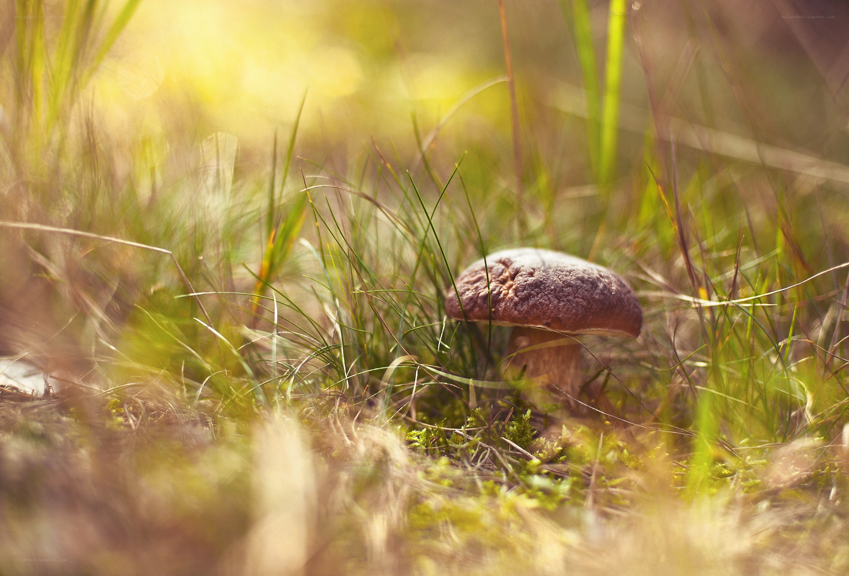 mushroom in sunlit grass
