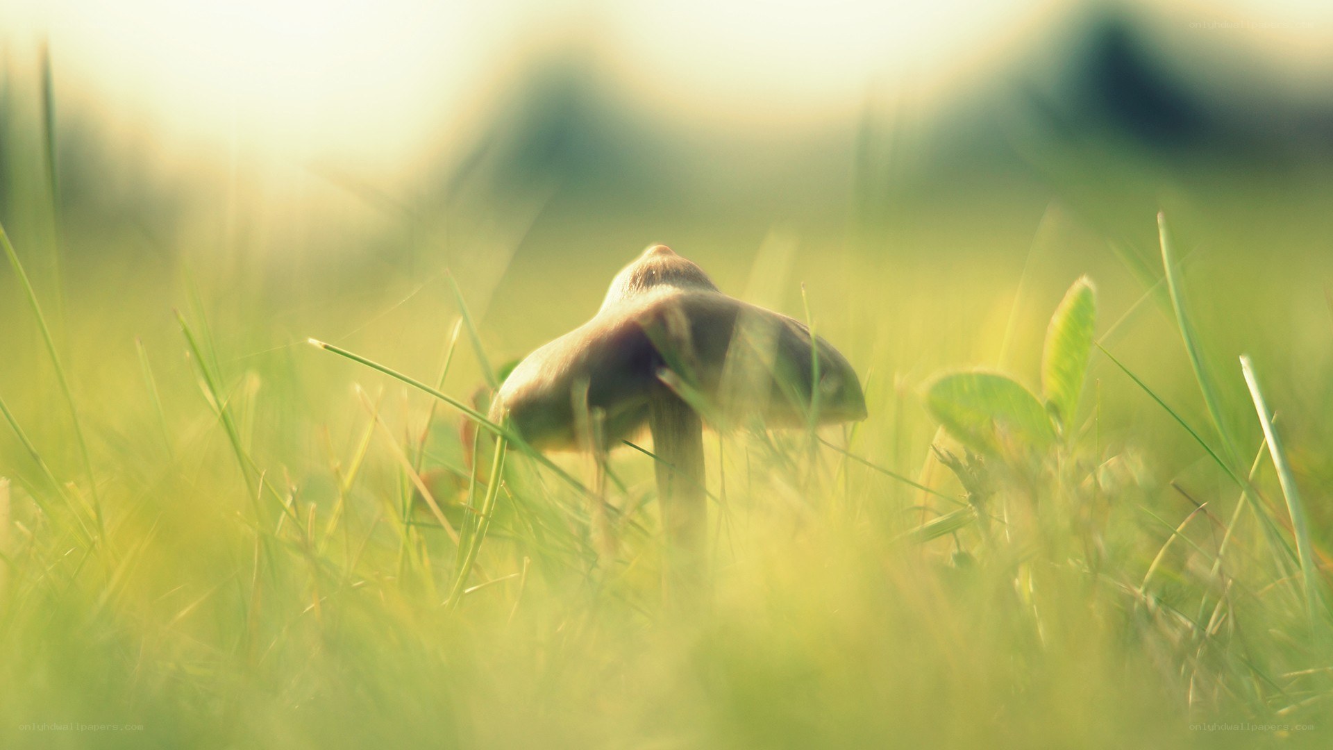 Mushroom in sunlit grass