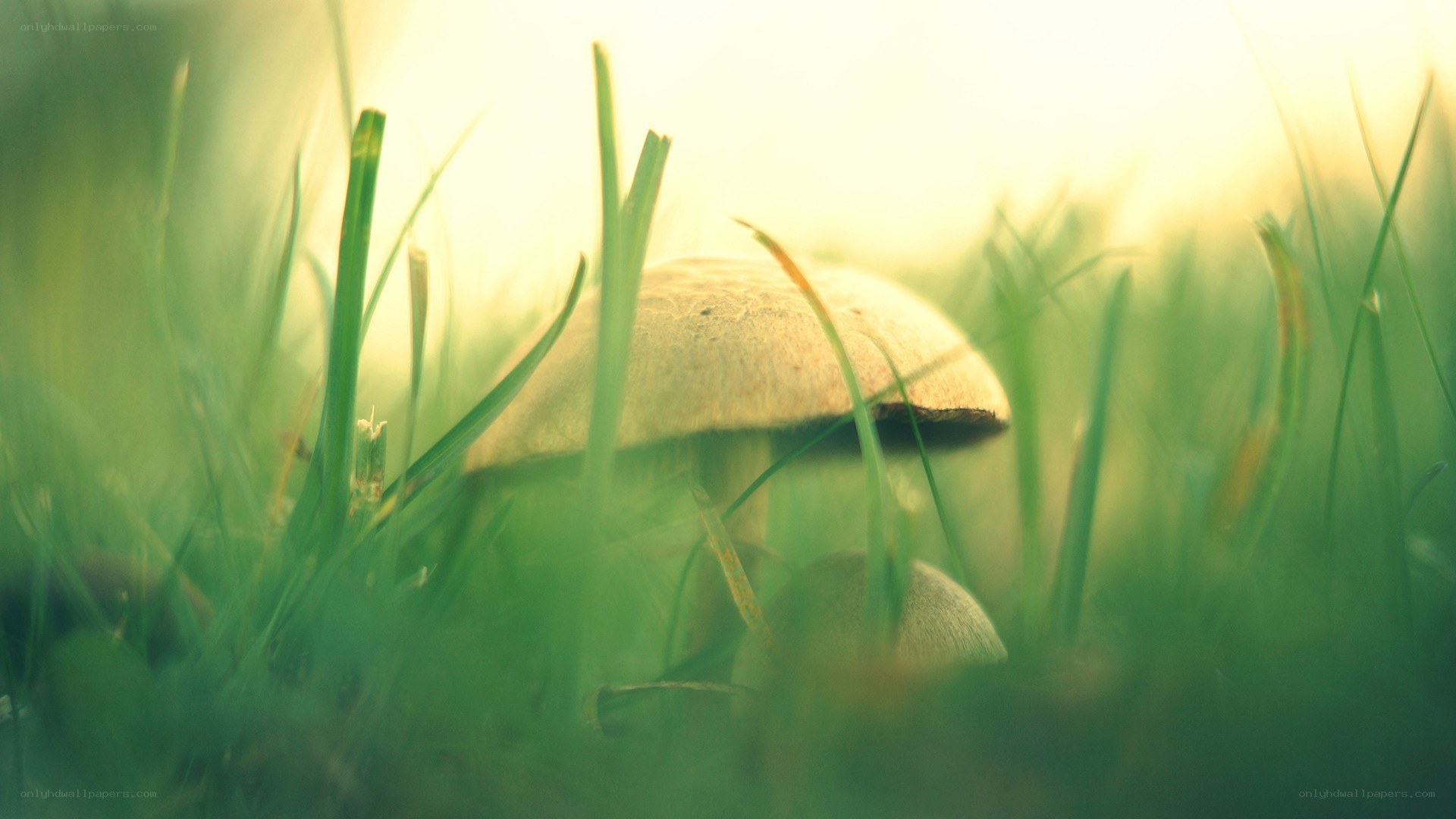 mushroom in sunlit grass