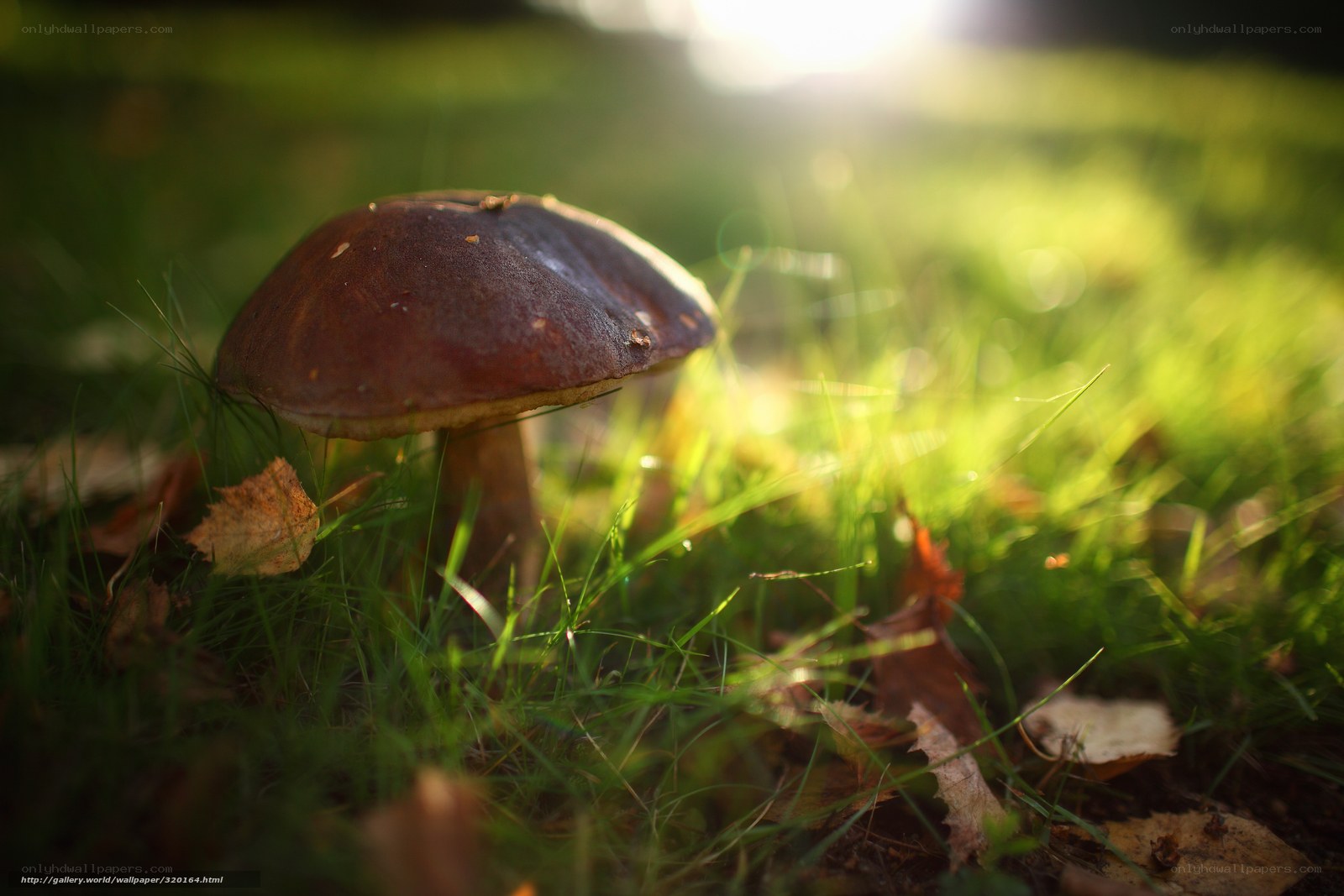 Mushroom in sunlit grass